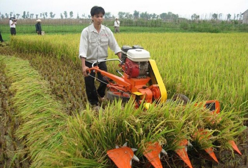 Giá lúa gạo hôm nay duy trì ổn định. (Ảnh minh họa)