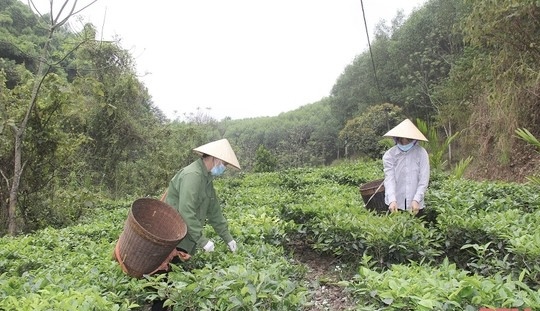 Công nhận 10 sản phẩm công nghiệp nông thôn tiêu biểu Vùng chè của HTX Dịch vụ Nông lâm nghiệp Bình Sơn (Triệu Sơn) đang là vùng nguyên liệu của nhiều sản phẩm OCOP và 2 sản phẩm công nghiệp nông thôn mới được công nhận.