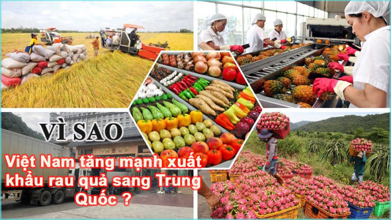 Vì sao, Việt Nam tăng mạnh xuất khẩu rau quả sang Trung Quốc?