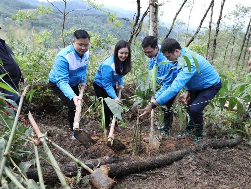 Đoàn viên, thanh niên trồng tre tại khu vực biên giới