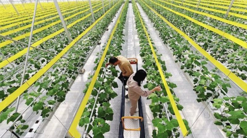 Một trang trại trồng rau thông minh tại Khai Phong, tỉnh Hà Nam, Trung Quốc.