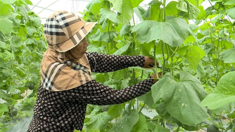 Quảng Ninh: Phối hợp tháo gỡ khó khăn cho các Hợp tác xã
