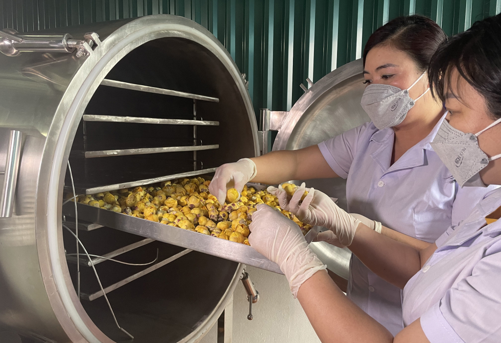 Công nghệ sấy lạnh trà hoa vàng tại HTX chế biến và tiêu thụ nông sản Tiên Yên.