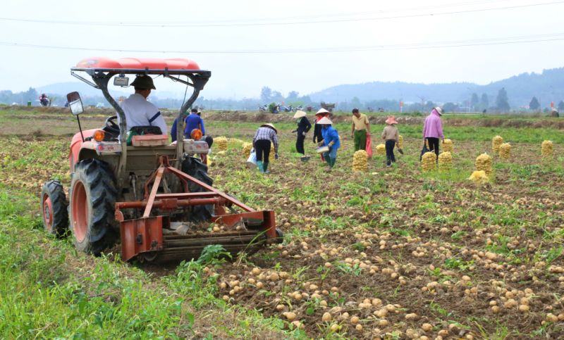 Nông dân xã Bình Dương, TX Đông Triều thu hoạch khoai tây Atlantic được trồng theo tiêu chuẩn VietGAP.