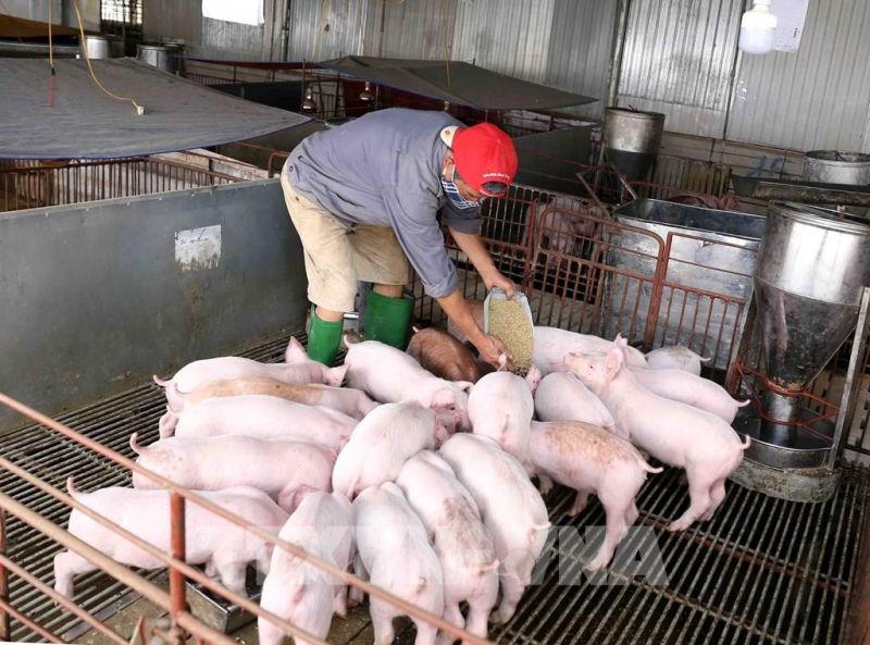 Giá heo hơi hôm nay 17/3: Cao nhất 61.000 đồng/kg