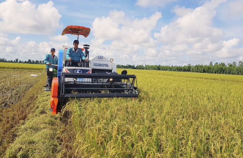 Giá lúa gạo hôm nay biến động trái chiều (Ảnh minh họa)