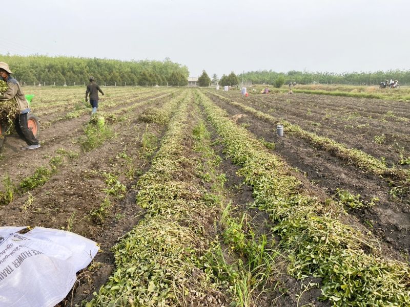 Tây Ninh: Đậu phộng được mùa, được giá