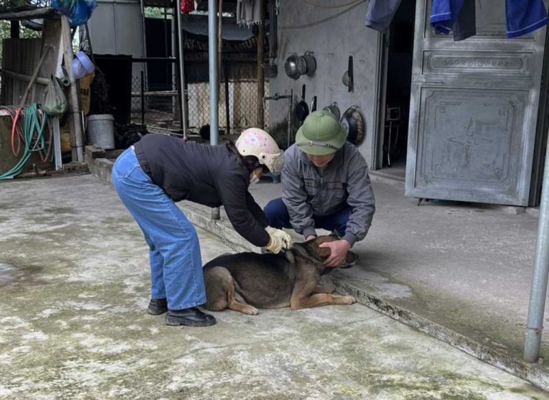 Cán bộ thú y xã Dực Yên, huyện Đầm Hà, tiêm vắc xin phòng dại cho chó.
