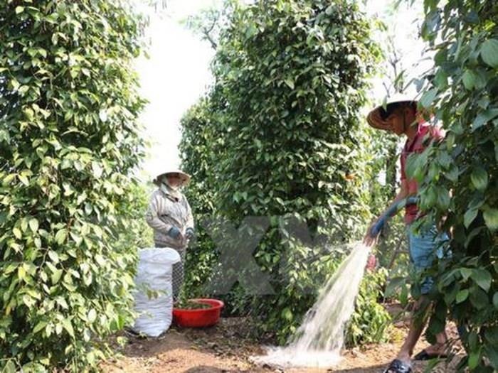 Nông dân Kiên Giang thất mùa tiêu