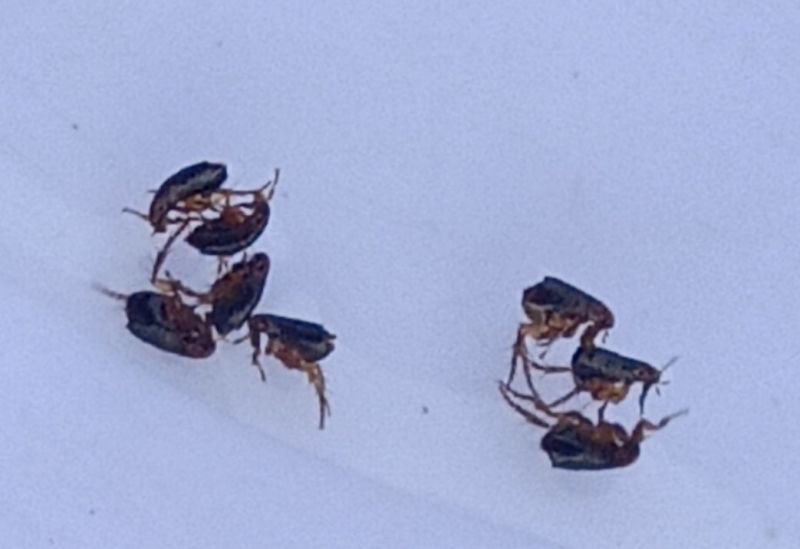 Tây Ninh: Xuất hiện côn trùng lạ cắn người gây nổi mẩn ngứa khắp người