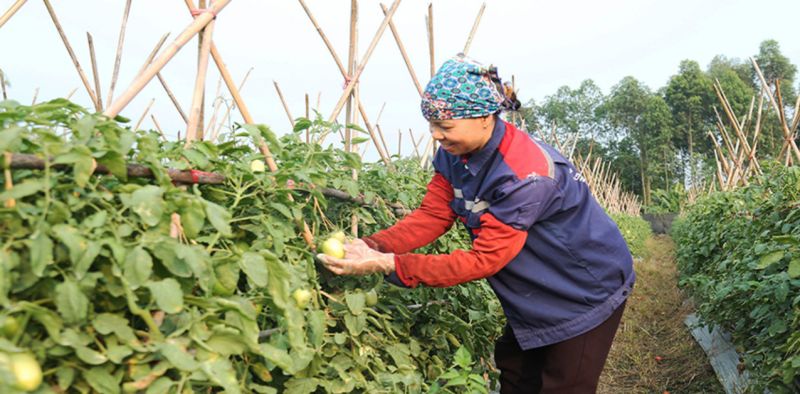 Trồng trọt hữu cơ giúp Công ty TNHH Sản xuất và dịch vụ Tâm Đức, huyện Bình Xuyên từng bước tìm được chỗ đứng trên thị trường