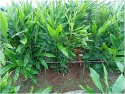 Mở rộng vùng trồng cây quý Hoàng thanh