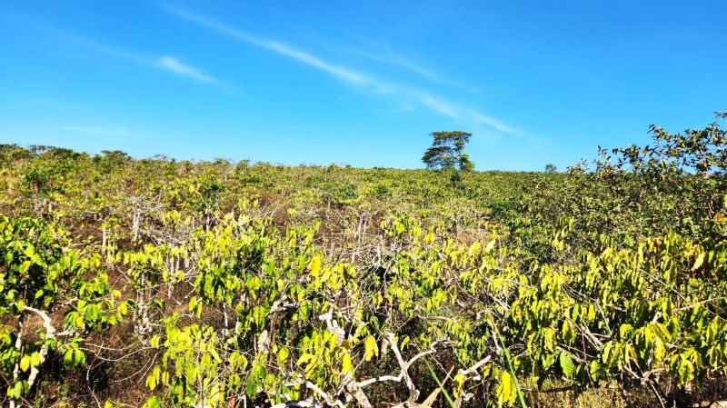 Lâm Đồng căng mình chống hạn