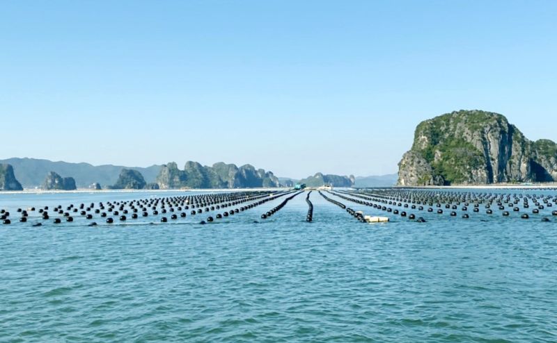 Hội nghị “Phát triển bền vững nuôi biển, nhìn từ Quảng Ninh” diễn ra vào 31/3 và 1/4