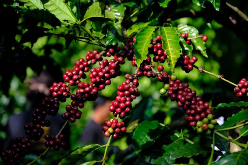 Giá cà phê hôm nay cao nhất tại tỉnh Đắk Nông là 95.000 đồng/kg
