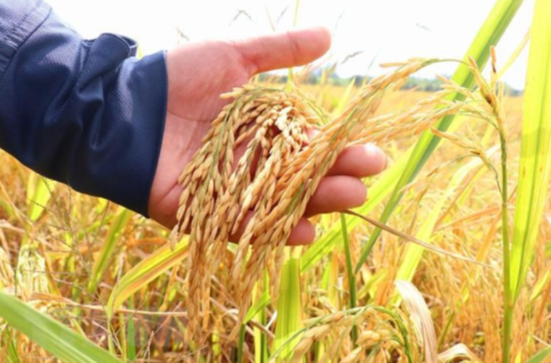Giá lúa gạo hôm nay giảm với nhiều loại lúa. (Ảnh minh họa)