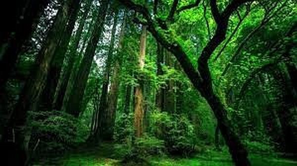 Hiện trạng rừng toàn quốc ra sao?