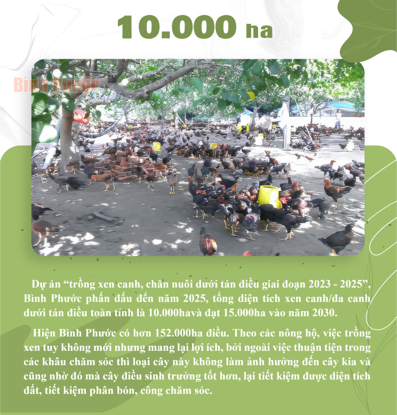 Bình Phước: Đến năm 2025, tổng diện tích xen canh/đa canh dưới tán điều là 10.000 ha