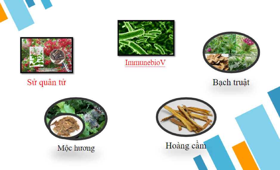 Các thảo dược có tác dụng tốt với hội chứng ruột kích thích