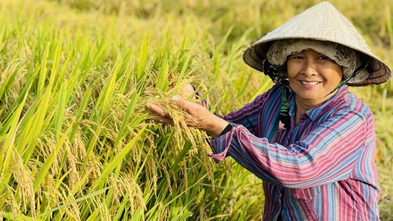 Giá lúa gạo hôm nay duy trì ổn định với lúa. (Ảnh minh họa)