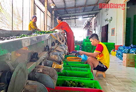 Hậu Giang: Nắng nóng giá chanh tươi tăng