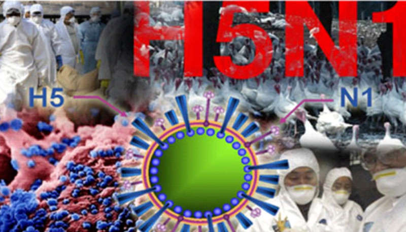 Cúm A/H5N1 nguy hiểm thế nào mà nhiều bệnh nhân tử vong? Ảnh internet.