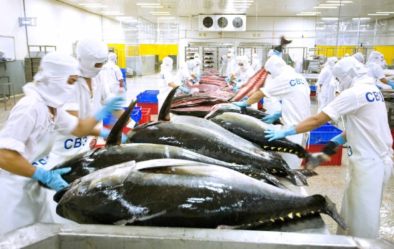 Vì sao, xuất khẩu cá ngừ của Việt Nam không giữ được đà tăng trưởng