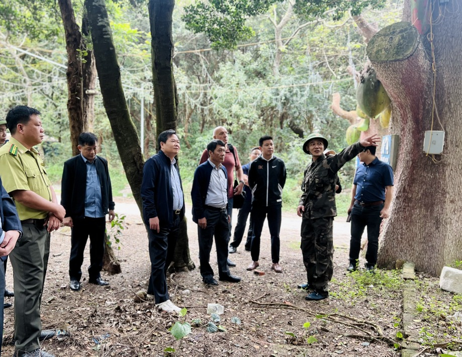 Ban Quản lý Vườn quốc gia Bái Tử Long và Trung tâm Nhiệt đới Việt - Nga phối hợp khảo sát thực địa tại rừng trâm trên đảo Minh Châu.