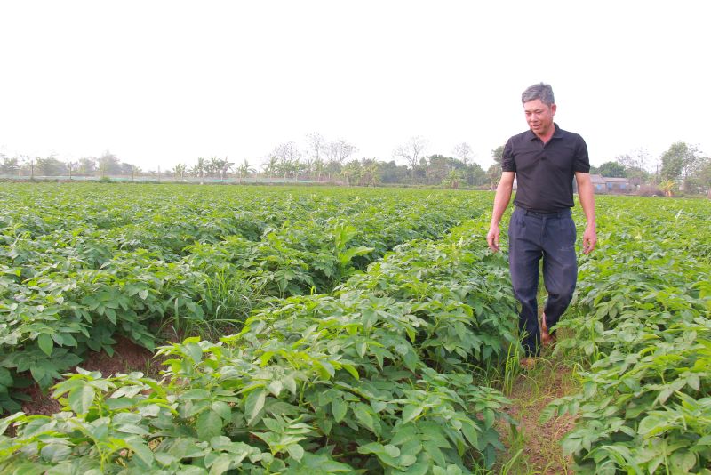 Anh Trịnh Văn Diện kiểm tra ruộng khoai tây