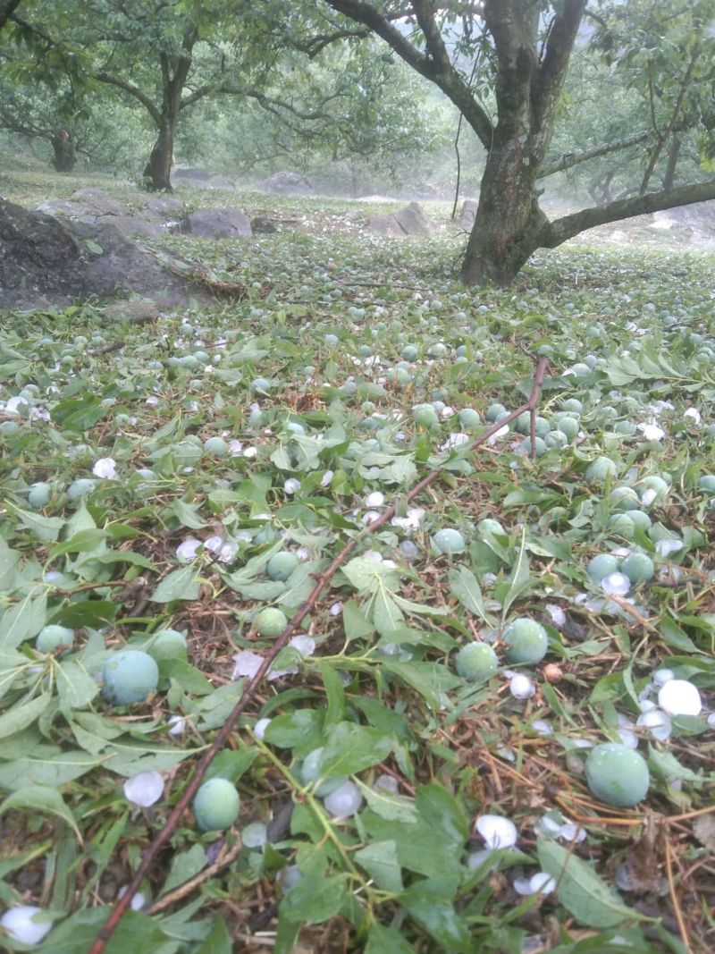 Xuất hiện mưa đá ở Sơn La, rau màu dập nát, mận hậu Mộc Châu rụng la liệt mặt đất