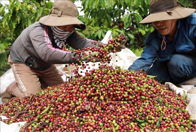 Tin nóng chiều 28/3: Giá cà phê Việt Nam vượt mốc 100.000 đồng/kg, cao nhất mọi thời đại. Ảnh báo Đại biểu Nhân dân.