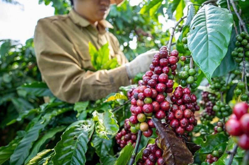 Giá cà phê Arabica Brazil sáng ngày 30/3/2024 có mức tăng, giảm hỗn hợp qua các kỳ hạn giao hàng, giao động từ 227,00 - 232,55 USD/tấn. ( Ảnh minh họa).