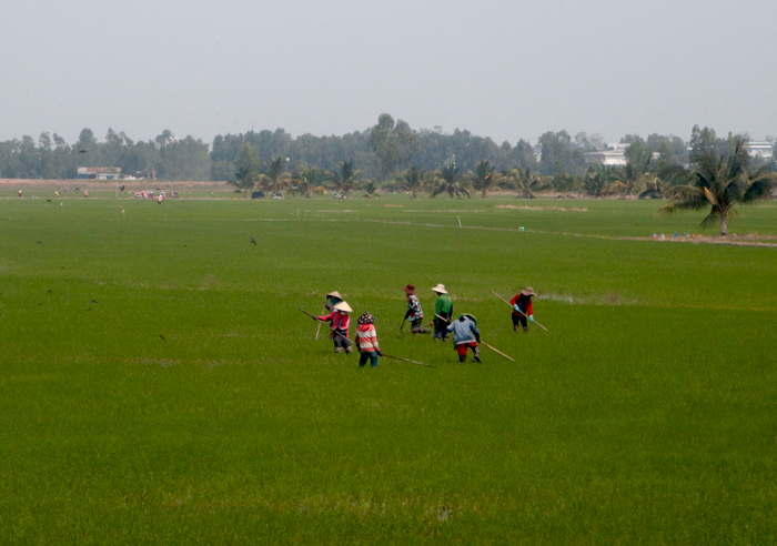 Sản xuất lúa tại huyện Tam Nông. Ảnh: Nguyệt Ánh