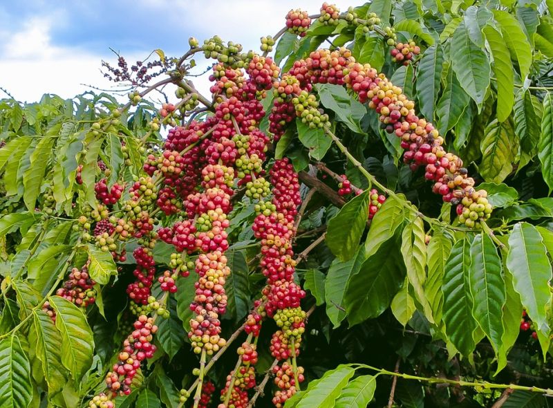 Giá cà phê Arabica Brazil sáng ngày 1/4/2024 tiếp tục ổn định ở mức khá cao, giao động từ 227,00 - 232,55 USD/tấn. ( Ảnh minh họa).