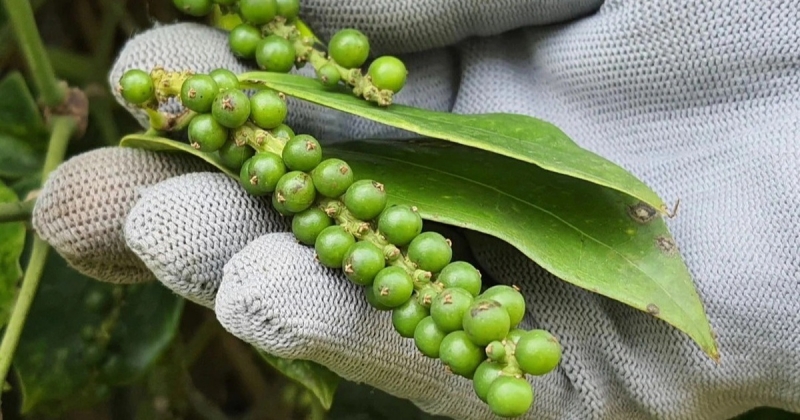 Giá tiêu hôm nay 1/4: Tiếp tục đi ngang