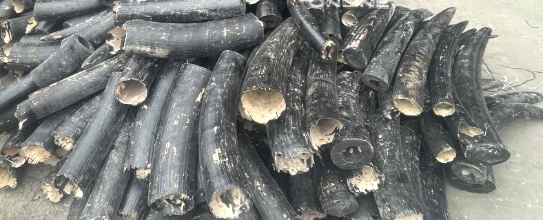 Hải Phòng bắt giữ gần 1,6 tấn ngà voi nhập lậu