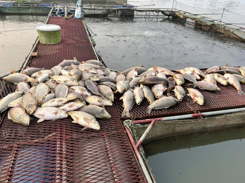 Gần 200 tấn cá nuôi lồng trên sông Thái Bình bị chết