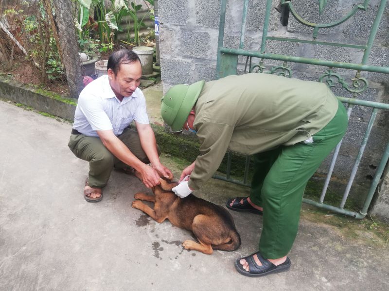Lực lượng Thú y cơ sở triển khai tiêm vắc xin phòng bệnh dại trên đàn chó