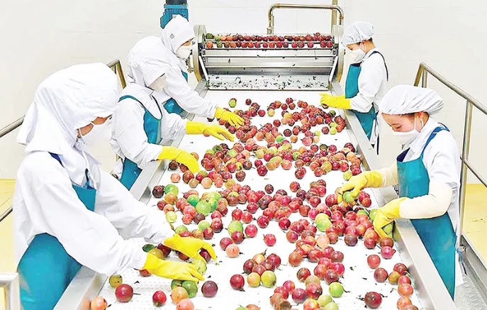 Đầu tư chế biến nông sản xuất khẩu