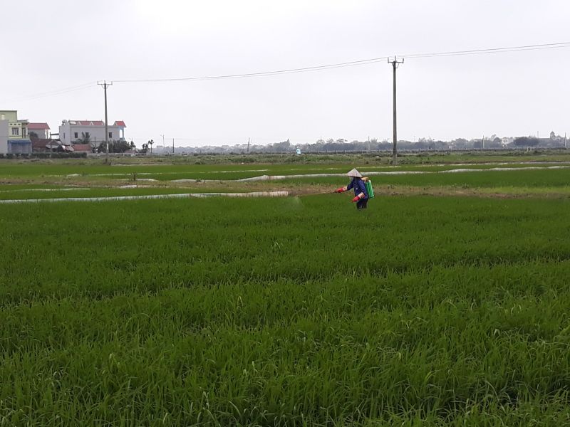 Bà con nông dân trên địa bàn tỉnh Nam Định đang khẩn trương phòng, trừ sâu bệnh hại lúa xuân