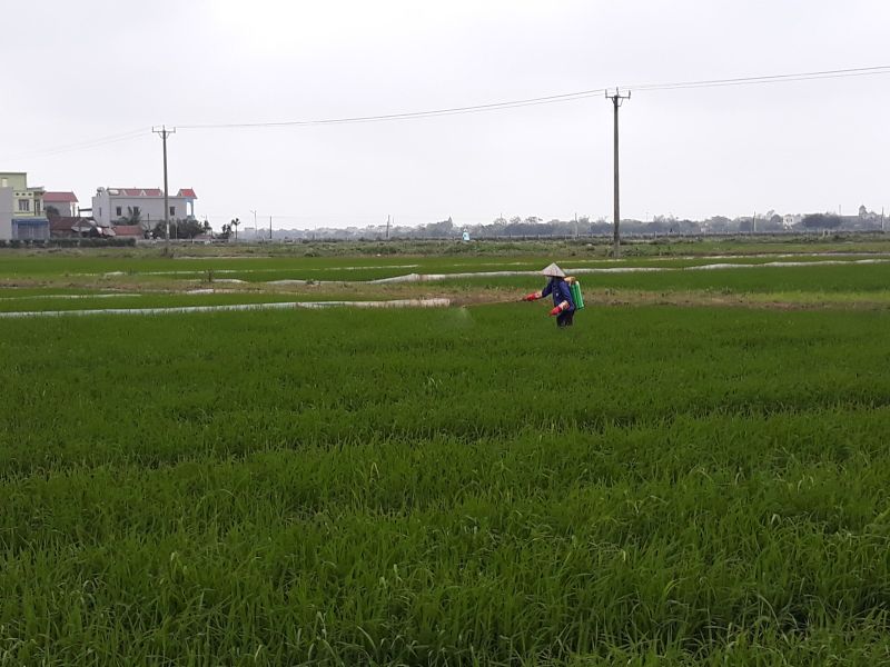 Sâu bệnh “hoành hành” lúa xuân, ngành nông nghiệp Nam Định khuyến cáo điều gì?
