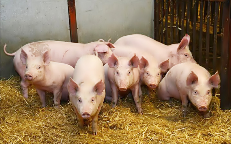 Giá heo hơi hôm nay (4/4): Duy trì ổn định