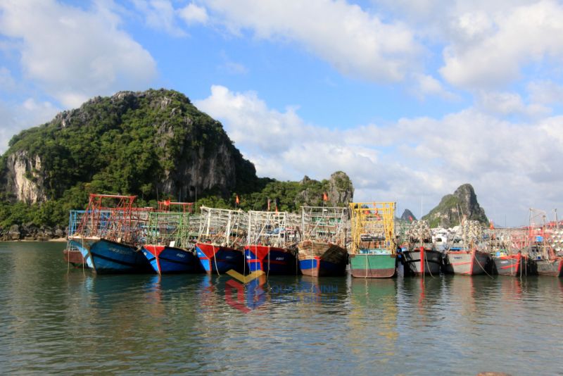 Tàu khai thác cá tuyến khơi neo đậu tại cảng Cái Rồng (Vân Đồn). Ảnh: Mạnh Trường Tàu khai thác cá tuyến khơi neo đậu tại cảng Cái Rồng (Vân Đồn). Ảnh: Mạnh Trường