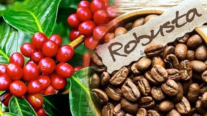 Giá cà phê trong nước hôm nay ngày 27/4/2024,  tăng tới 2.000 đồng/kg, lập mốc giá kỷ lục mới 134.200 đồng/kg.