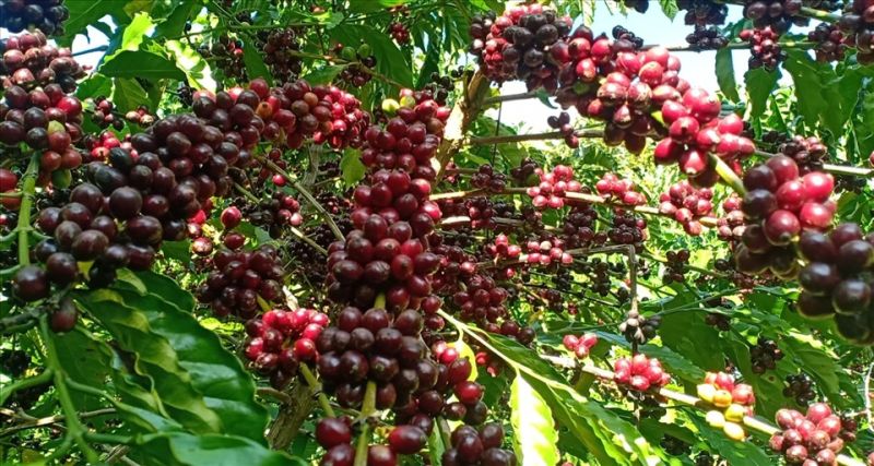 Giá cà phê Arabica Brazil sáng ngày 8/4/2024 tăng nhẹ, dao động từ 254 - 263,8 USD/tấn. ( Ảnh minh họa).