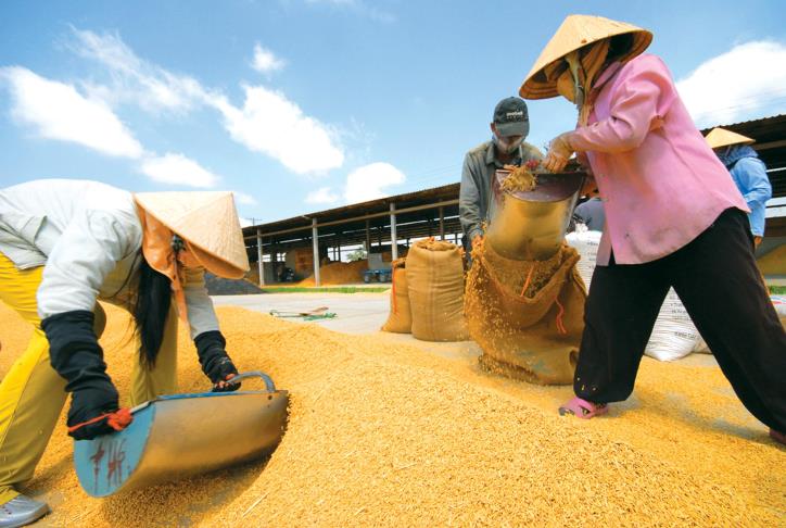 Thị trường lúa gạo trong nước vừa đón thông tin tích cực khi Indonesia thông báo mở thầu nhập khẩu thêm 300.000 tấn gạo trong tháng 4/2024.