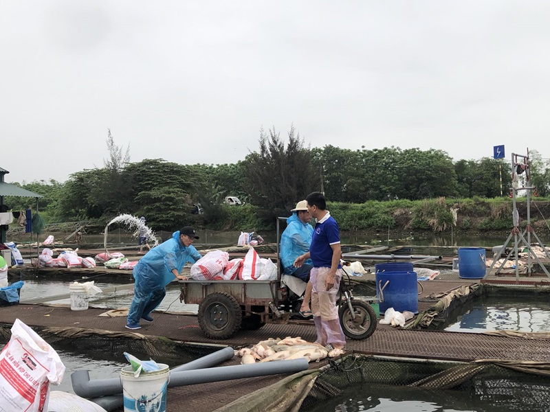 Cá nuôi lồng bị chết tại xã Nam Đồng, thành phố Hải Dương
