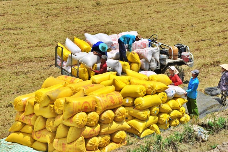 Giá lúa gạo hôm nay 10/4: Giá gạo tăng