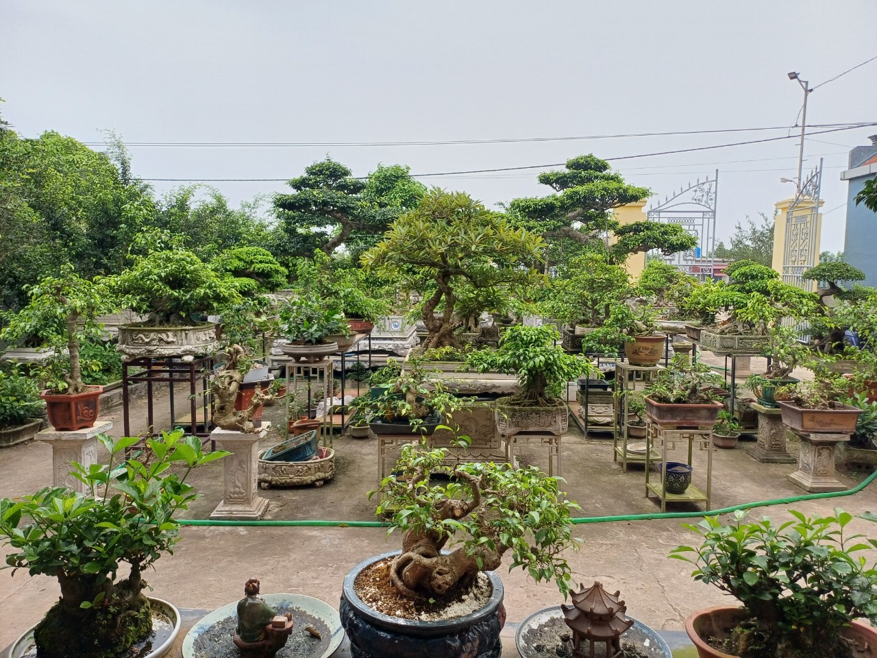Khu vườn thuần dưỡng cây cảnh của anh Trần Mạnh Tuấn