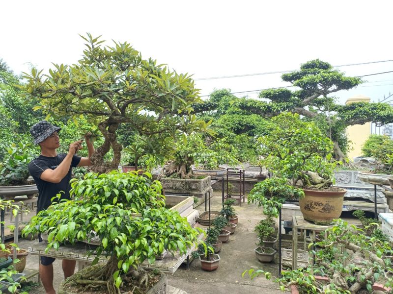 Đảng viên trẻ quê Thái Bình gìn giữ và làm giàu từ nghề trồng cây cảnh truyền thống